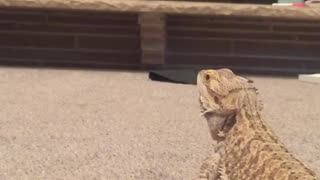 Dog messing around with bearded dragon