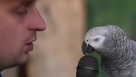 "The Amazing Intelligence of the World's Smartest Parrot: A Remarkable Feat of Nature"