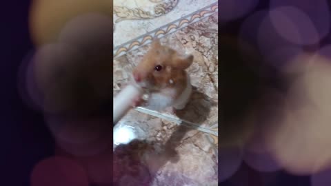 hamster eating so cute