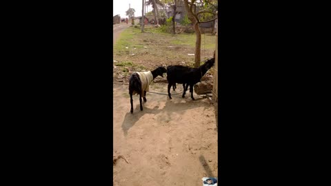 Goat video goat training videos