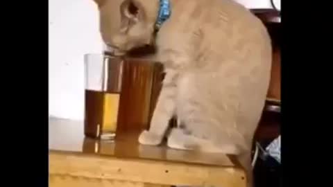 Drunken Cat - Funny Animal Video - 😂😂Don't try to hold back laughter 😂