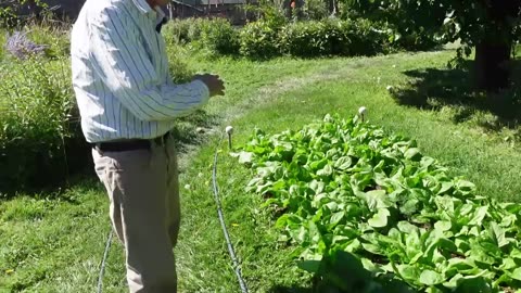 Permaculture Garden In The High Desert