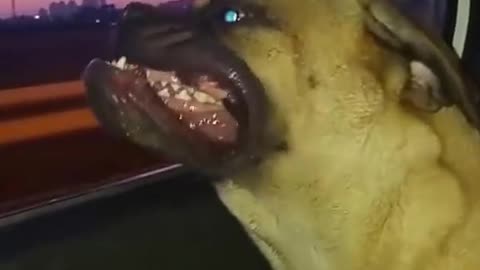Bull Mastiff enjoys car ride in hilarious fashion