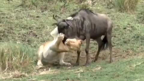 2022/07/21 18/26/23A lion captured a wildebeest, accident happened next second