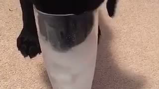 Dog drinks from cup