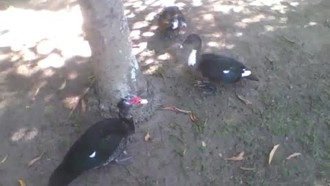 Ducks and swans get along well under a tree in the park, no fights [Nature & Animals]