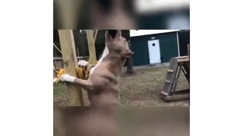 Funny dog training