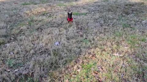 Dog Comes Running when Called