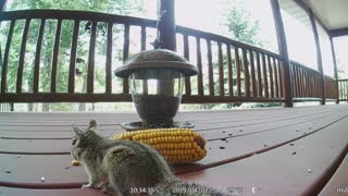 Chipmunk Eating Corn!