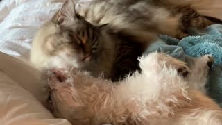 Cat holds down dog in order to groom her