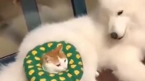 Is The Samoyed Dog Attacking or Playing With The Cat? (Funny Sleeping Dogs And Cat)