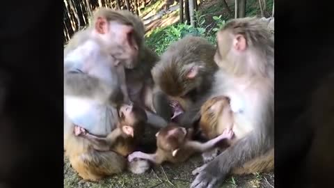 Funny and Cute Monkey Videos Compilation 2019 P12 - Monkey Videos