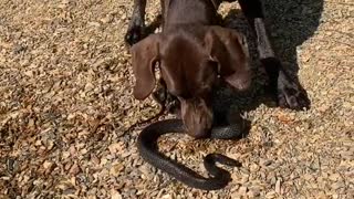 Snake-Wrangling Dog is Proud of His Catch