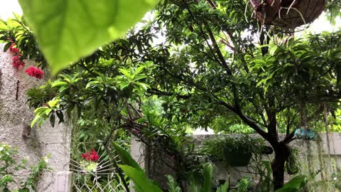 Hurricane Elsa In Jamaica Rain ASMR