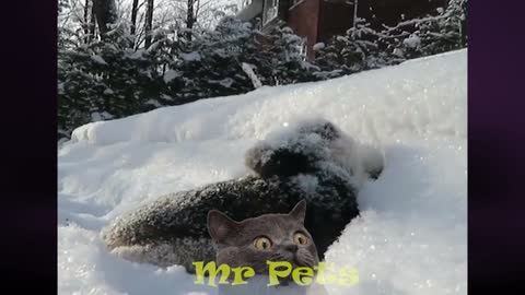 Cute Bunny playing in the Snow