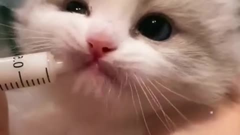 Cute Cats reactions