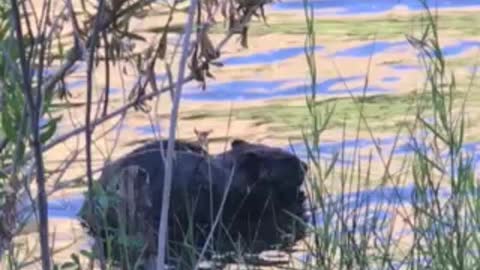 Beaver On The Kern River
