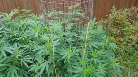 Outdoor Cannabis Garden Tour 2020 - August 2 Summer Update