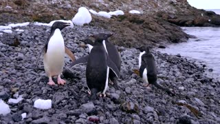 Deadly bird flu found in penguins near Antarctica