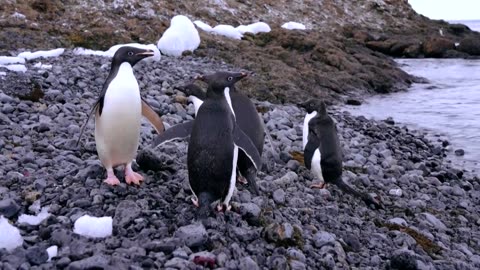 Deadly bird flu found in penguins near Antarctica