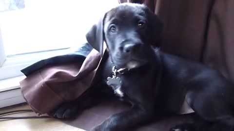 Puppy confused by owner's whistling
