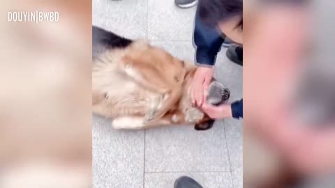 Dog LITERALLY Weeps Tears after being reunited with owner