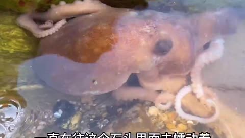 Big octopus found under rock