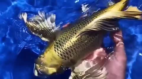 ornamental fish