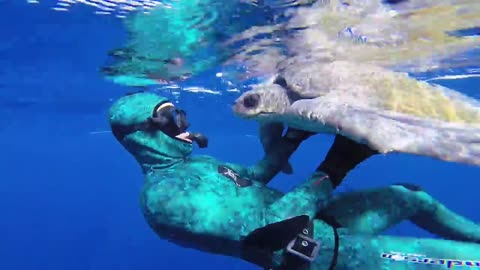 Scuba_diver_befriends_critically_endangered_hawksbill_sea_turtle