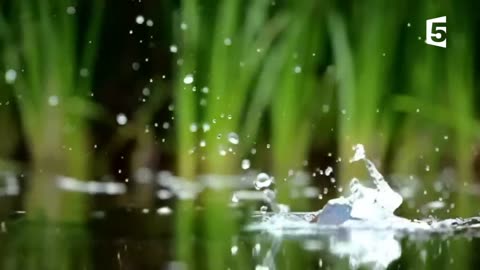 Amazing fishing kingfisher ( slow motion)