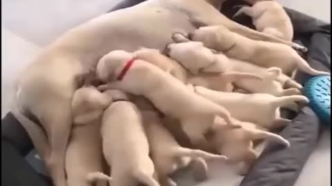 Pets lover , funny puppies, cute puppies