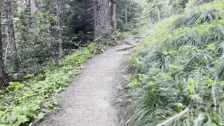 Tilly Jane Trail Junction of Lower Old Growth Forest Section – Mount Hood – Oregon – 4K