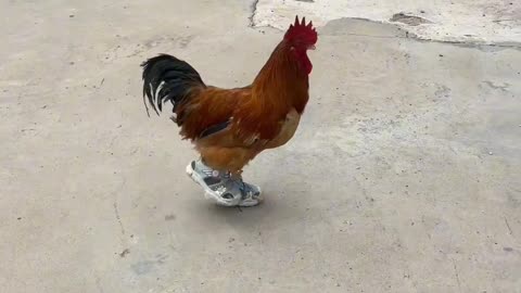 Funniest 🐓 in the world 🤣😅😂