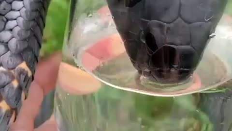 Snake drinking water from glass