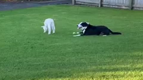 Dog and lamb playtime is the sweetest of animal friendships