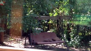 Squirrel Interrupted Enjoying Backyard Swing