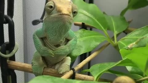 Chameleon eat a snail!