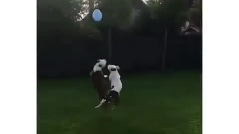 Dogs Playing with Balloon 🎈😀