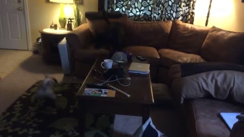 Pug chasing lab on brown couch falls into coffee table