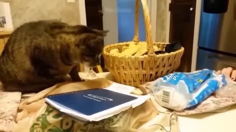 Hilarious Cats in action