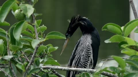 Exotic bird in its habitat - With beautiful music