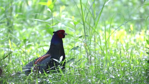 How a Japanese pheasant sounds like 📢
