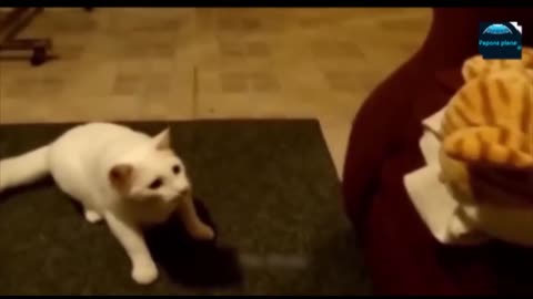 Funny animals - Funny cats _ dogs - Funny animal videos 2023