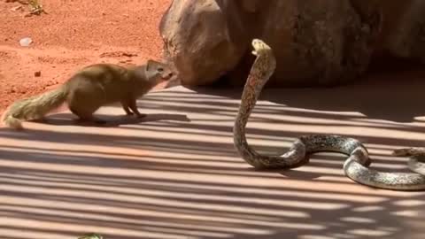 mongoose and snakes