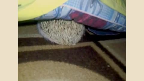 Hedgehog trying to get under the blanket for some sleep