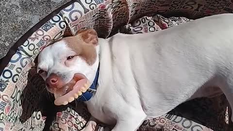 Dog Steals Owner's Dentures From The Bedside