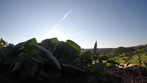 Beautiful Garden Sunrise (time lapse)
