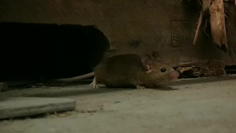 smart mouse