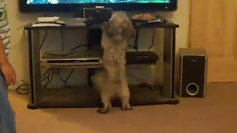 Dog watching TV (Avatar)