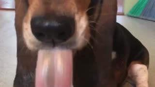 Basset hound keeps sticking tongue out